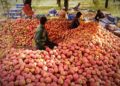 Modern apple grading boost Kashmir apple returns