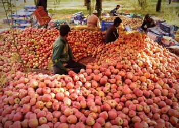 Modern apple grading boost Kashmir apple returns