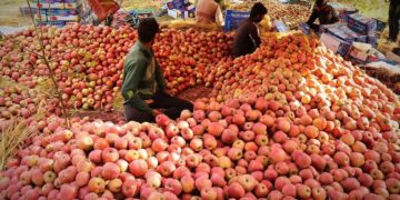 Modern apple grading boost Kashmir apple returns