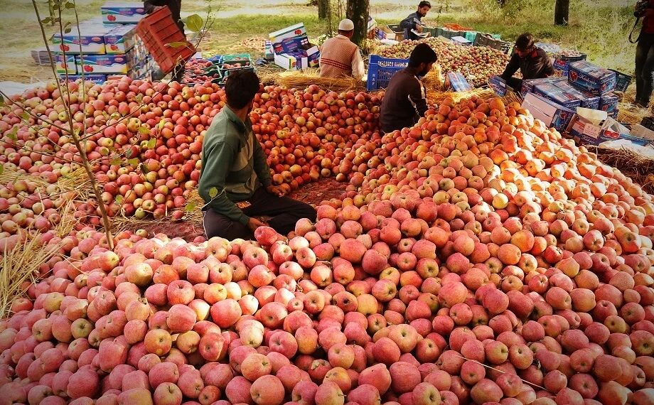 Modern apple grading boost Kashmir apple returns