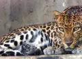 Girl, 10, injured in leopard attack in Bijbehara