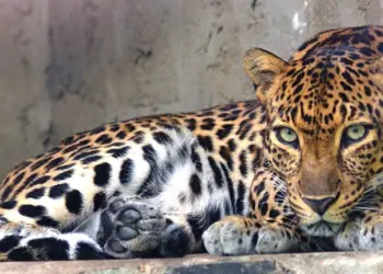 Girl, 10, injured in leopard attack in Bijbehara