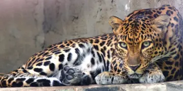 Girl, 10, injured in leopard attack in Bijbehara