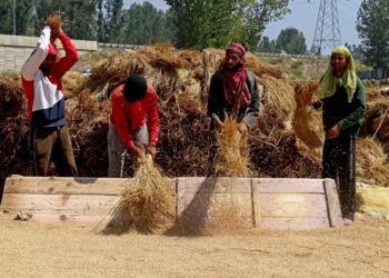Harvesting the golden dreams: Farmers working together to gather the ripe paddy in the fields of Kashmir