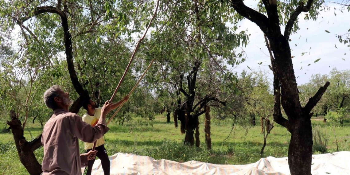 Farmers gather on Srinagar outskirts to harvest almonds from orchards