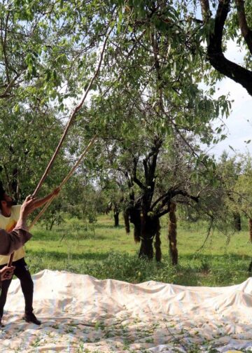 Farmers gather on Srinagar outskirts to harvest almonds from orchards