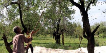 Farmers gather on Srinagar outskirts to harvest almonds from orchards