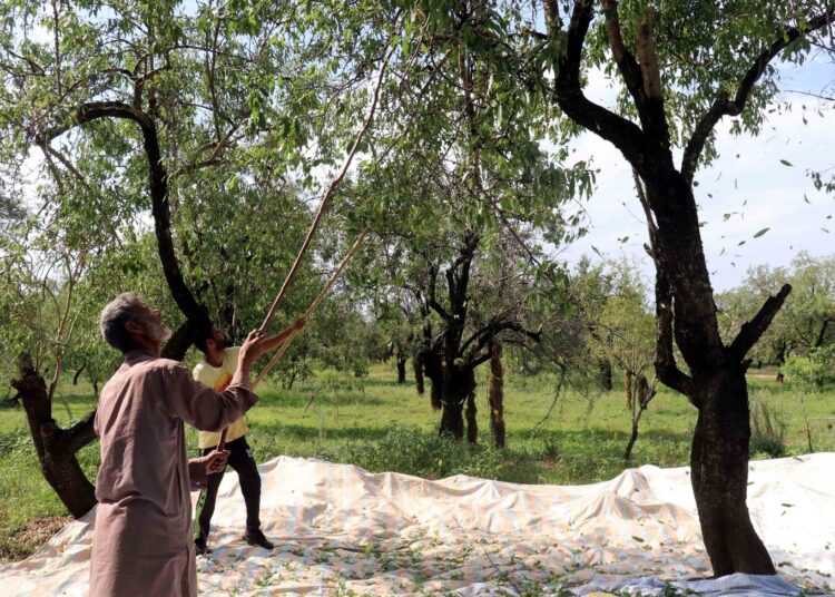 Farmers gather on Srinagar outskirts to harvest almonds from orchards