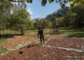 Walnut farming profitable, faces productivity, labour challenges in Kashmir: Study