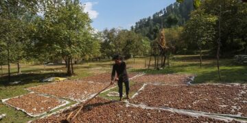 Walnut farming profitable, faces productivity, labour challenges in Kashmir: Study