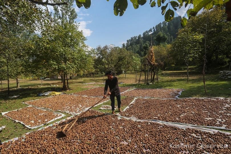 Walnut farming profitable, faces productivity, labour challenges in Kashmir: Study