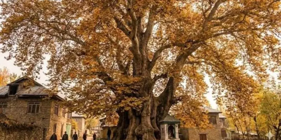 Chattergam Chinar around 650 years old, among oldest in Asia: Govt