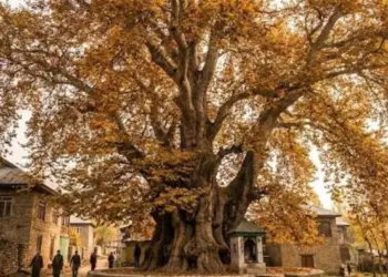 Chattergam Chinar around 650 years old, among oldest in Asia: Govt