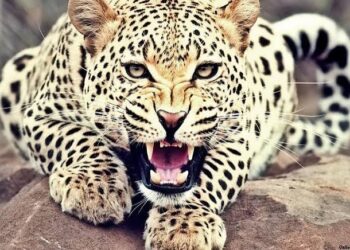 Leopard kills 16 sheep, injures 17 in Budgam
