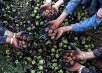 ‘Fatal falls haunt Kashmir walnut season’
