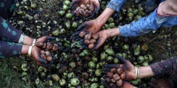 ‘Fatal falls haunt Kashmir walnut season’
