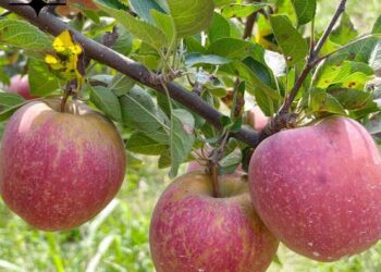 Apple harvest begins on encouraging note