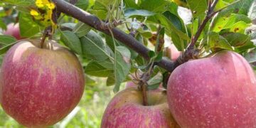 Apple harvest begins on encouraging note
