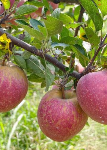Apple harvest begins on encouraging note