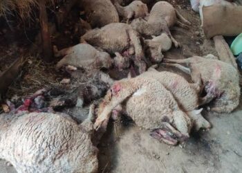 Leopard kills 6 sheep, thunderstorm claims dozens