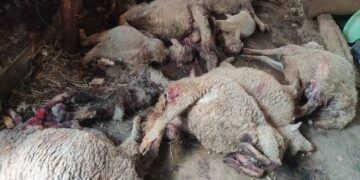Leopard kills 6 sheep, thunderstorm claims dozens
