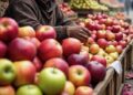 Improved apple demand brings relief to growers