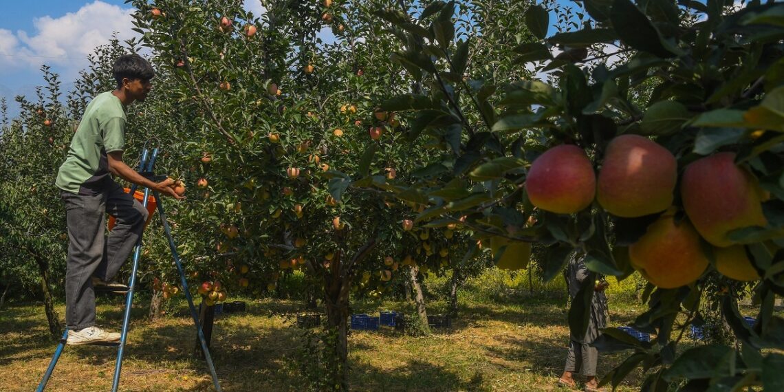 ‘Rising temps threaten apple yields in Kashmir, mangoes in Jammu’