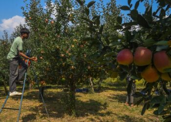 ‘Rising temps threaten apple yields in Kashmir, mangoes in Jammu’
