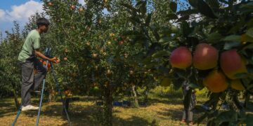 ‘Rising temps threaten apple yields in Kashmir, mangoes in Jammu’