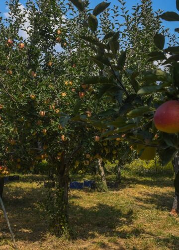 ‘Rising temps threaten apple yields in Kashmir, mangoes in Jammu’