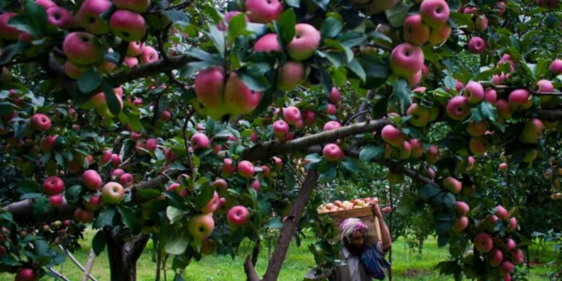 Kashmir apple growers advised against early harvest