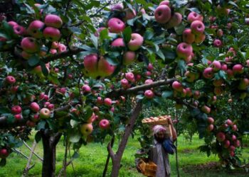 Kashmir apple growers advised against early harvest