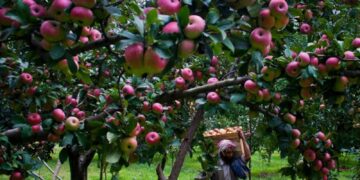 Kashmir apple growers advised against early harvest
