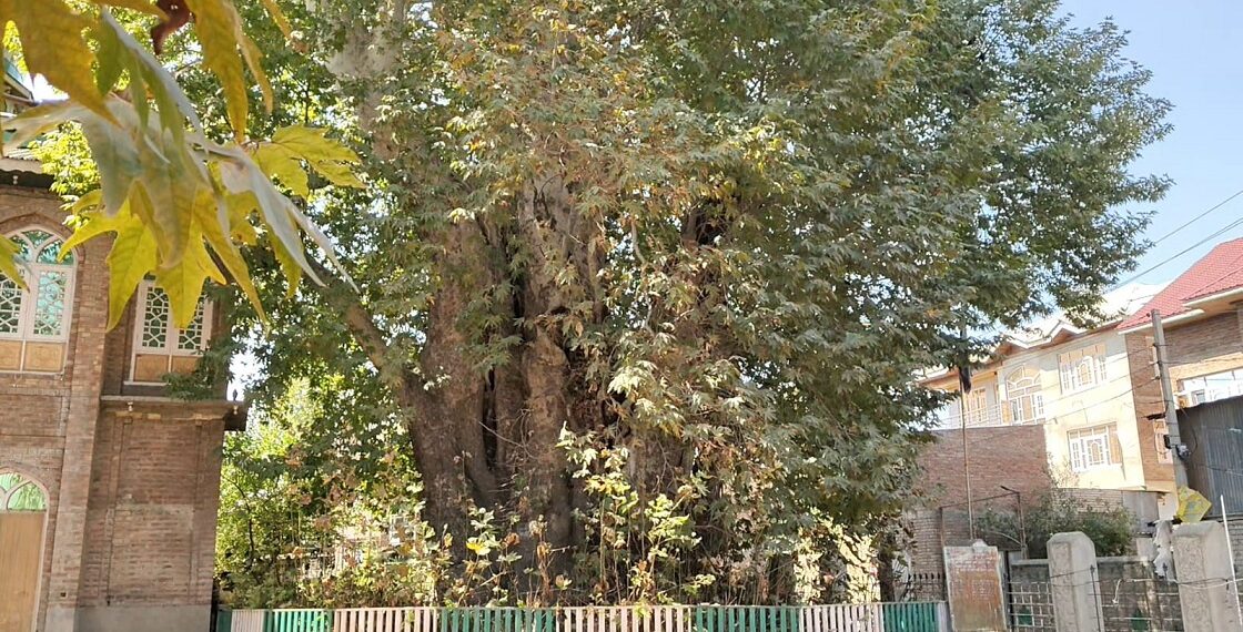 Locals seek heritage tag for Asia’s oldest Chinar in Budgam