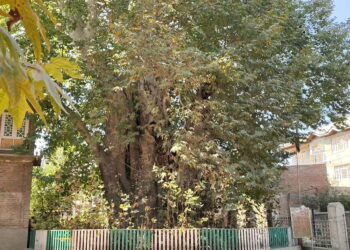 Locals seek heritage tag for Asia’s oldest Chinar in Budgam