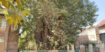 Locals seek heritage tag for Asia’s oldest Chinar in Budgam