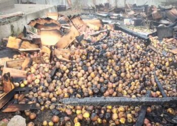 Apple stock goes up in flames in Sopore