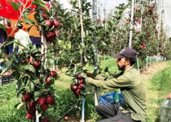 Paddy conversion to orchards accelerates