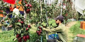 Paddy conversion to orchards accelerates