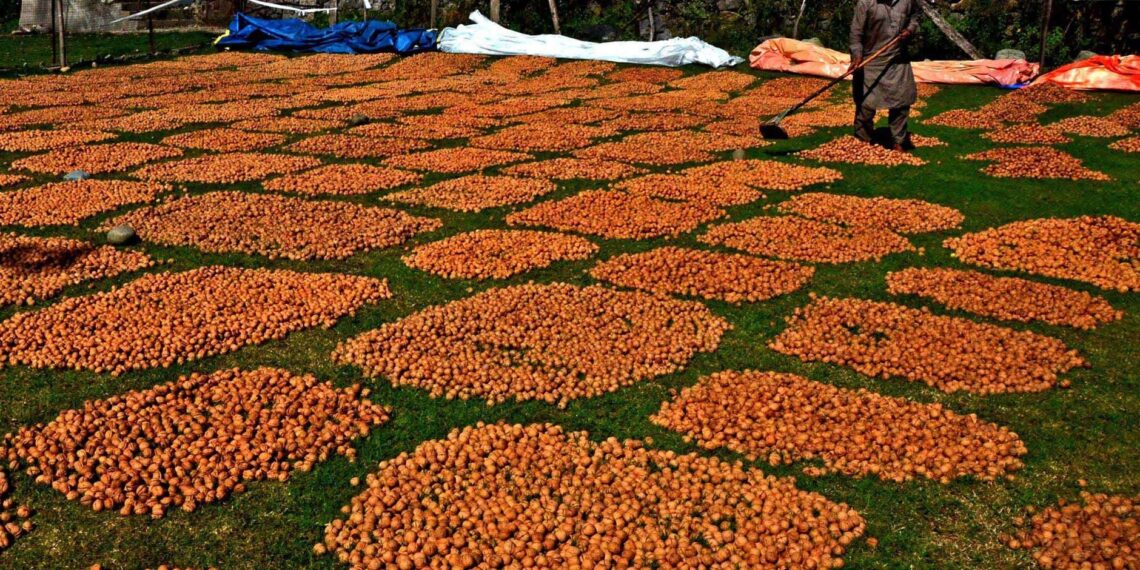 Walnuts spread out to dry after harvest in Kashmir, as farmers make the most of the autumn season