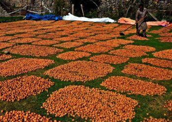 Walnuts spread out to dry after harvest in Kashmir, as farmers make the most of the autumn season
