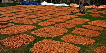 Walnuts spread out to dry after harvest in Kashmir, as farmers make the most of the autumn season