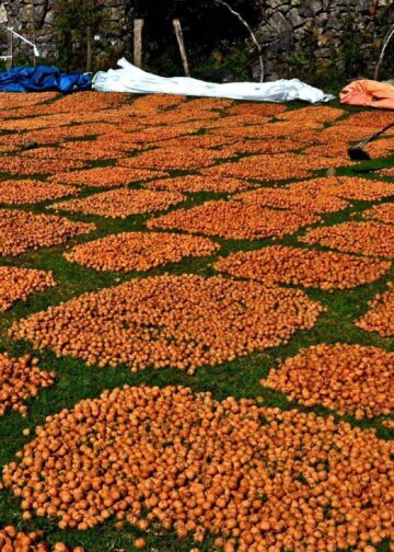 Walnuts spread out to dry after harvest in Kashmir, as farmers make the most of the autumn season