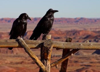 Neurology & Qur’an Speak About Smartest Bird On Earth