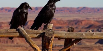 Neurology & Qur’an Speak About Smartest Bird On Earth