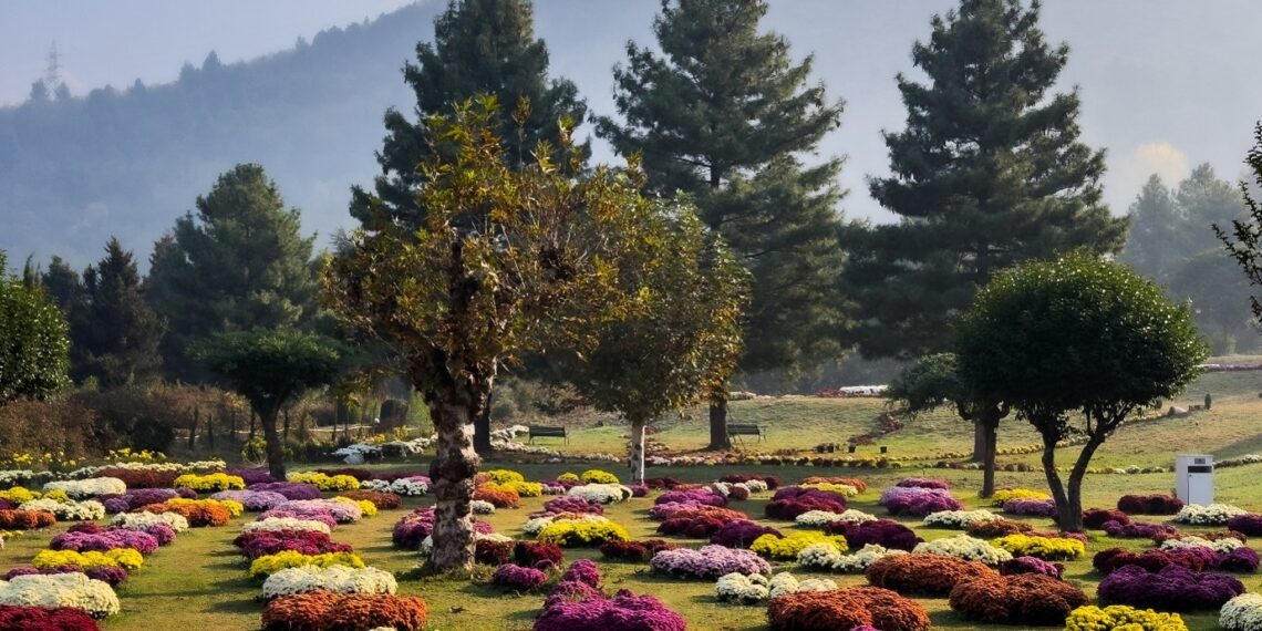 ‘Chrysanthemum Garden’: Kashmir’s autumn tourism gets new attraction