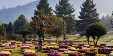 ‘Chrysanthemum Garden’: Kashmir’s autumn tourism gets new attraction