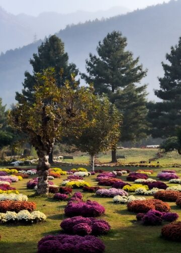 ‘Chrysanthemum Garden’: Kashmir’s autumn tourism gets new attraction
