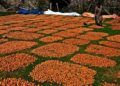 Walnuts spread out to dry after harvest in Kashmir, as farmers make the most of the autumn season