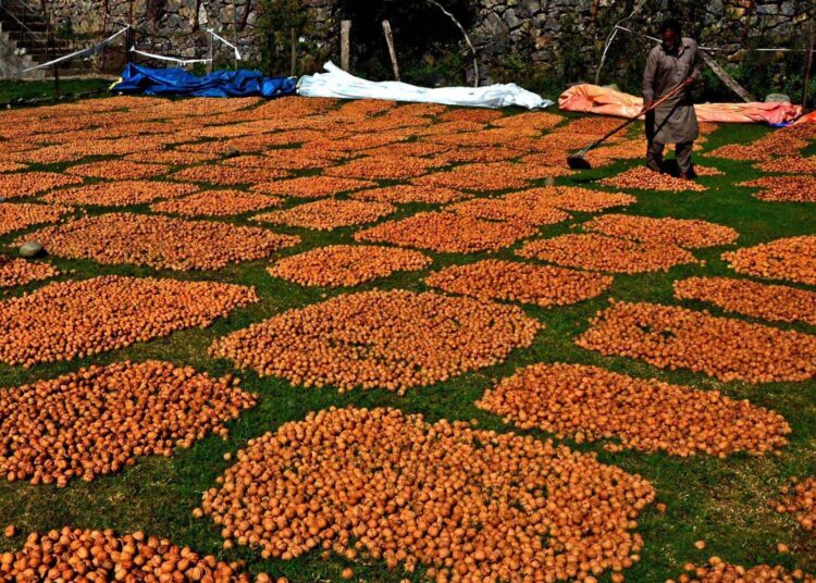 Walnuts spread out to dry after harvest in Kashmir, as farmers make the most of the autumn season